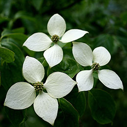 Corniso chins com flores brancas